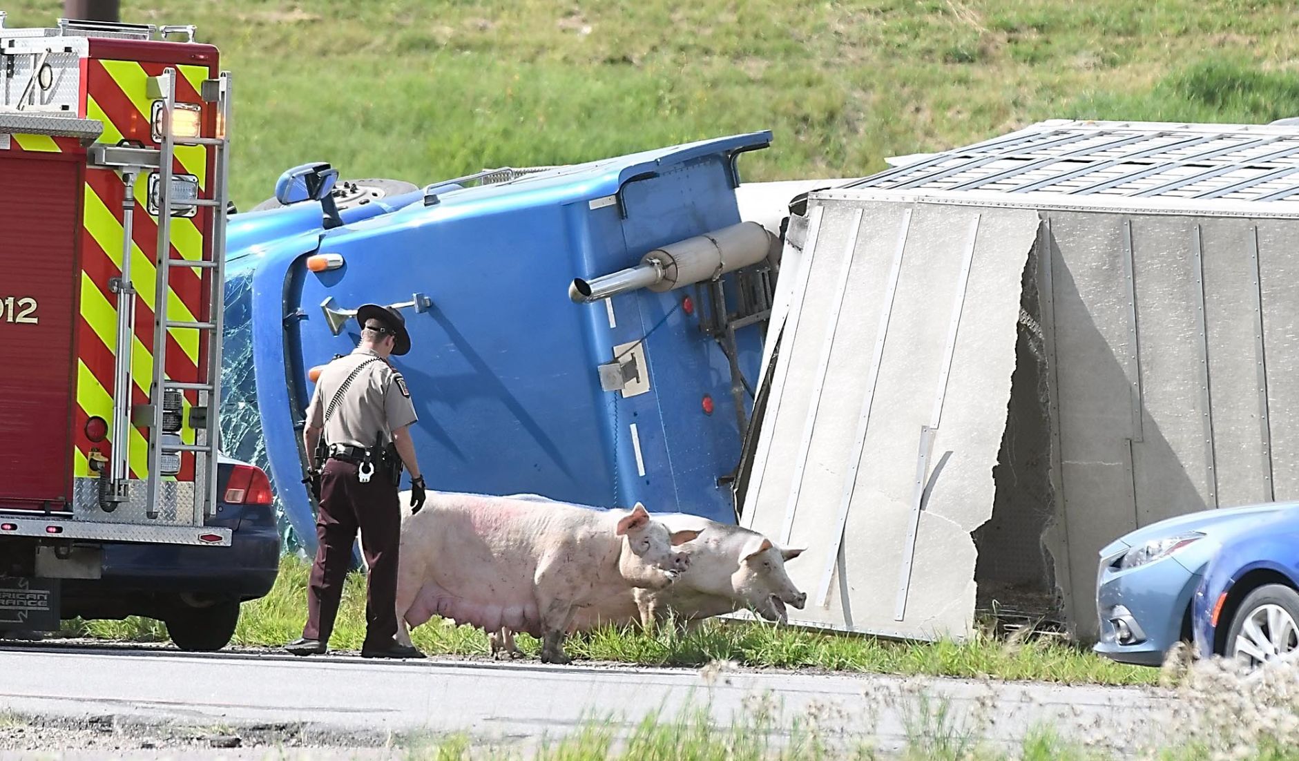 Pigs on Highway 169 3